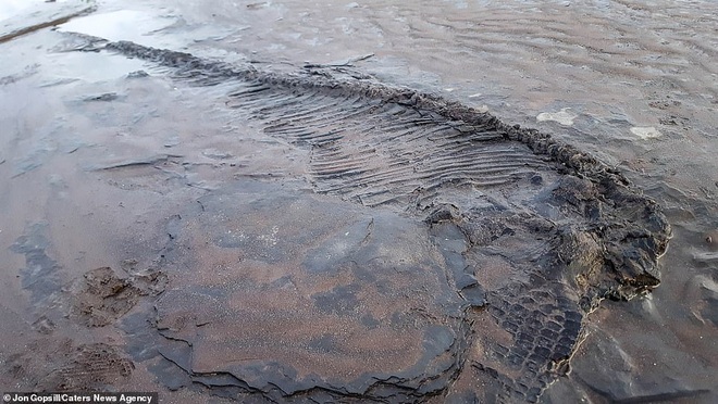 Đang dắt chó đi dạo, tình cờ phát hiện hóa thạch thằn lằn cá 65 triệu năm tuổi ngay trên bãi biển - Ảnh 2.
