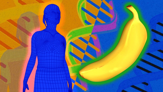 Nghiên cứu khoa học: Con người và chuối là họ hàng thân thiết, ADN giống nhau đến 50%? - Ảnh 3.