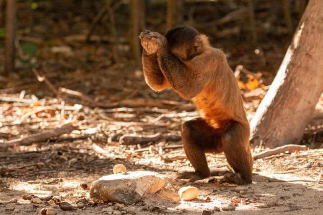 Khỉ Capuchin đã âm thầm bước vào thời kỳ đồ đá, chúng sẽ thay thế con người để thống trị trái đất? - Ảnh 1.