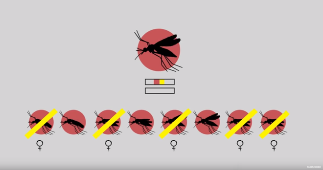 Thả muỗi biến đổi gen vào tự nhiên: Một giải pháp mạo hiểm để kiềm chế dịch bệnh - Ảnh 5.