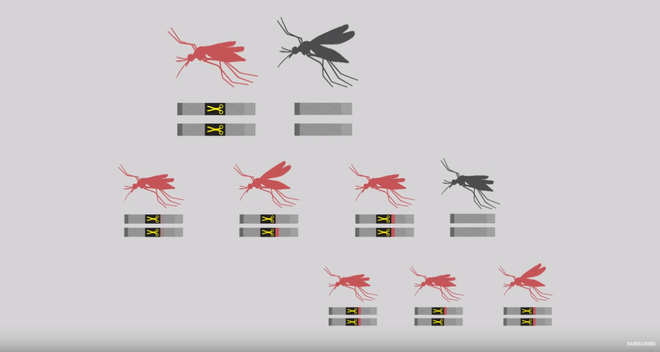 Thả muỗi biến đổi gen vào tự nhiên: Một giải pháp mạo hiểm để kiềm chế dịch bệnh - Ảnh 4.