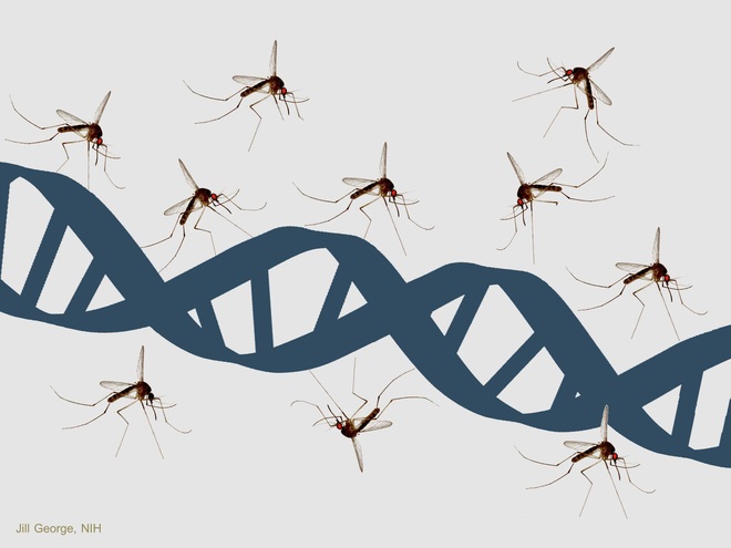 Thả muỗi biến đổi gen vào tự nhiên: Một giải pháp mạo hiểm để kiềm chế dịch bệnh - Ảnh 2.