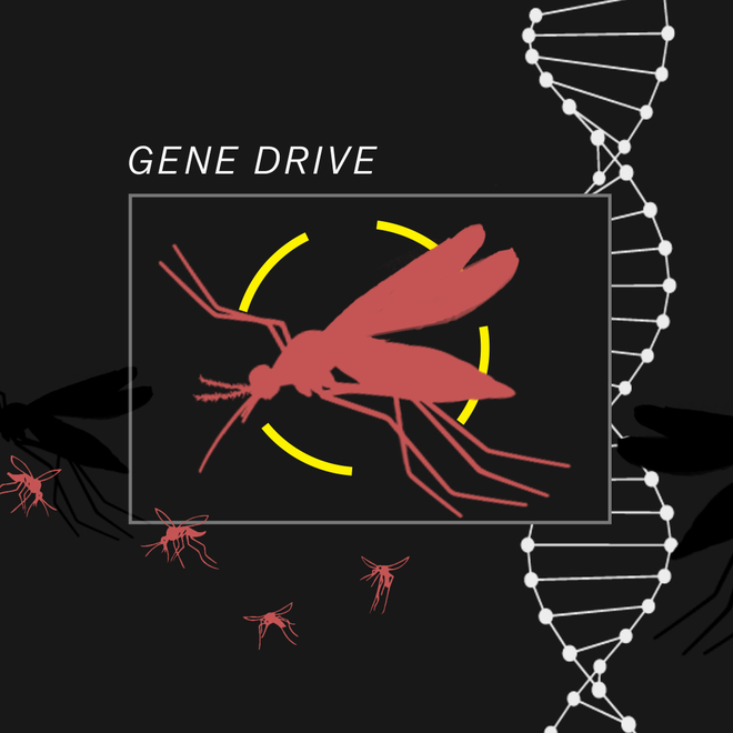 Thả muỗi biến đổi gen vào tự nhiên: Một giải pháp mạo hiểm để kiềm chế dịch bệnh - Ảnh 6.