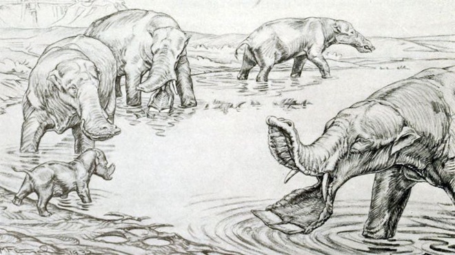 Vì sao mũi của loài voi lại tiến hóa để dài như vậy? - Ảnh 5.