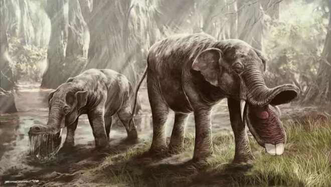 Vì sao mũi của loài voi lại tiến hóa để dài như vậy? - Ảnh 6.