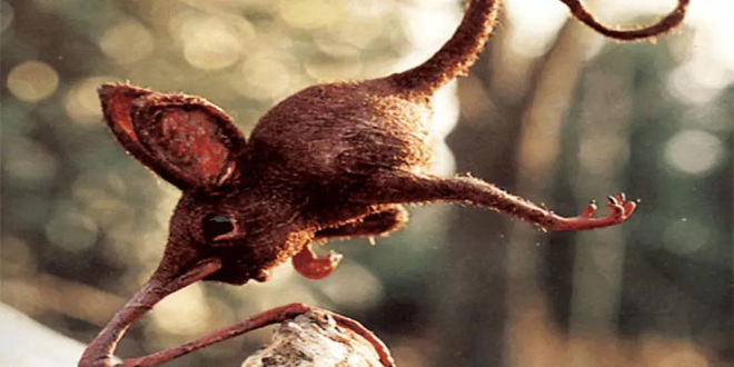 Nosewalkers - loài động vật kì lạ nhất Trái Đất, dù có chân nhưng lại dùng mũi để di chuyển - Ảnh 3.