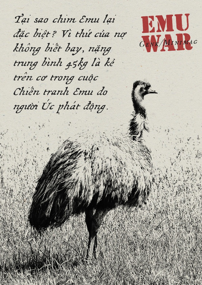Chiến tranh Emu: thảm bại của quân đội Úc khi cố gắng đối đầu với những con chim vô cùng kỳ lạ - Ảnh 1.