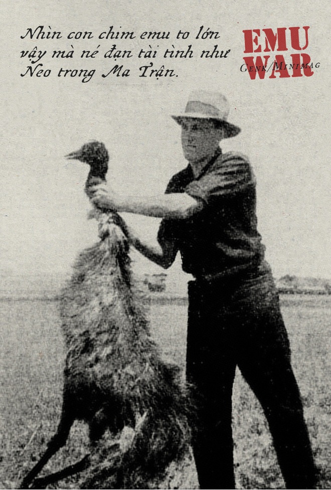 Chiến tranh Emu: thảm bại của quân đội Úc khi cố gắng đối đầu với những con chim vô cùng kỳ lạ - Ảnh 8.
