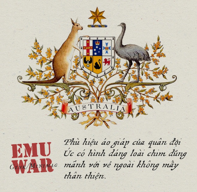 Chiến tranh Emu: thảm bại của quân đội Úc khi cố gắng đối đầu với những con chim vô cùng kỳ lạ - Ảnh 6.