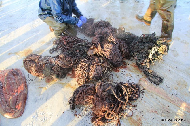 Con cá voi chết bên bờ biển Scotland với 100 kg rác thải trong bụng - Ảnh 3.