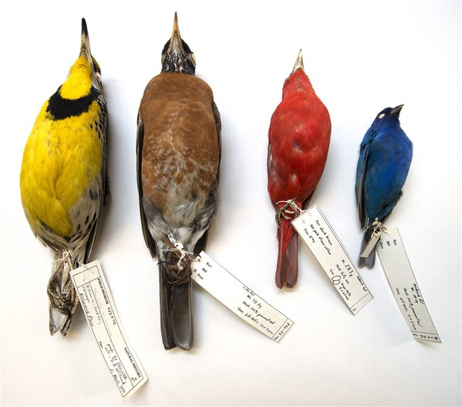 Biến đổi khí hậu đang thu nhỏ các loài chim ở Bắc Mỹ - Ảnh 1.