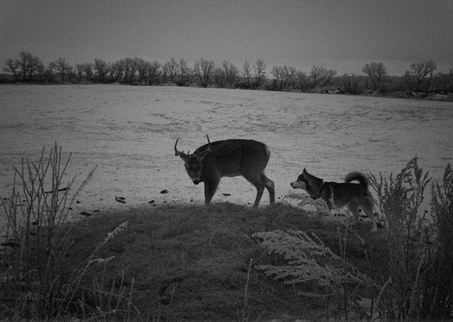 Góc đáng yêu: Cô chó husky dạt nhà theo trai, chạy vào rừng để hẹn hò với một cậu nai đực hoang dã - Ảnh 6.