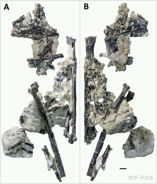 Loài khủng long có lông lâu đời nhất được tìm thấy ở Bắc Mỹ, sống cách đây 150 triệu năm - Ảnh 4.