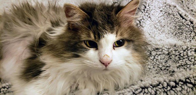 Một con mèo Mỹ hồi sinh sau khi chết cóng ngoài thời tiết dưới 0 độ - Ảnh 4.