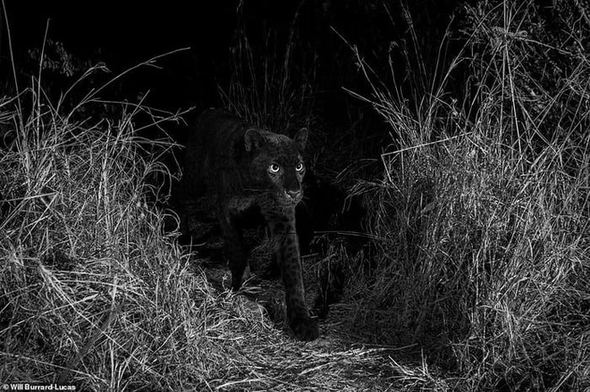 Phát hiện con báo đốm đen trăm năm có 1 tại châu Phi, trông cứ như báo thần xứ Wakanda - Ảnh 5.
