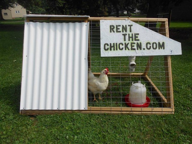 Độc đáo dịch vụ cho thuê gà đẻ trứng tận nhà ở Mỹ: 10 triệu đồng cho 2 con gà trong 6 tháng! - Ảnh 2.