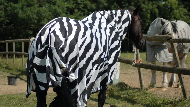 Các nhà khoa học cho ngựa thường mặc áo kẻ trắng đen để nghiên cứu xem tại sao lại có ngựa vằn trên đời - Ảnh 2.