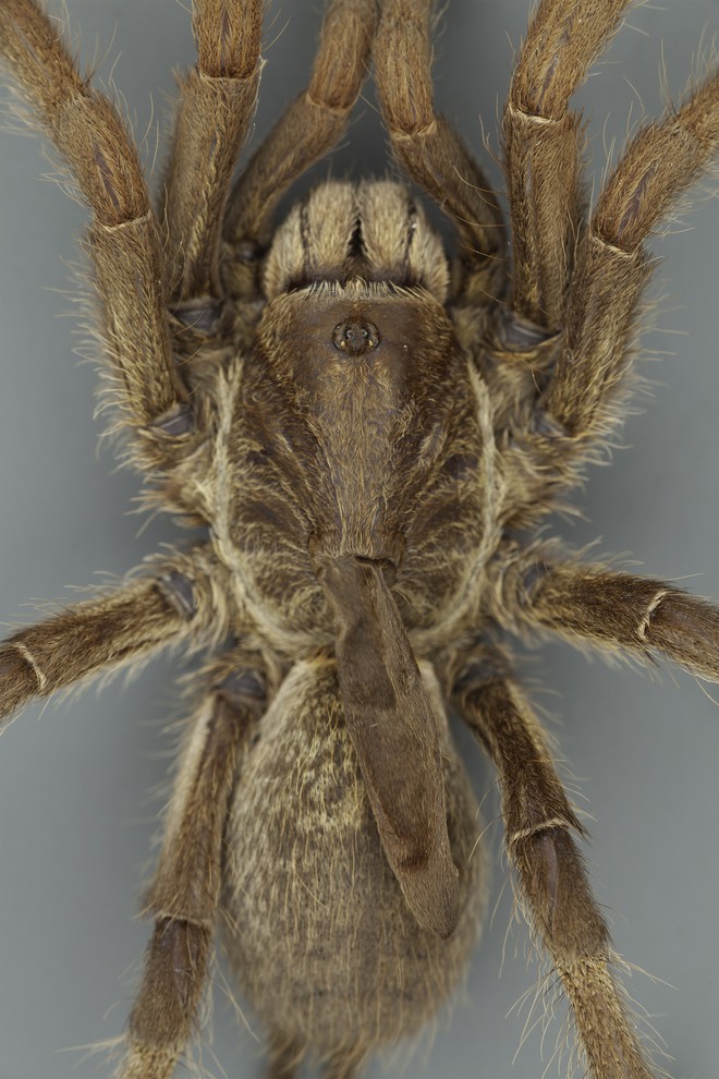 Phát hiện ra một giống nhện mới đã lông lá lại còn có sừng tại Nam Phi - Ảnh 2.