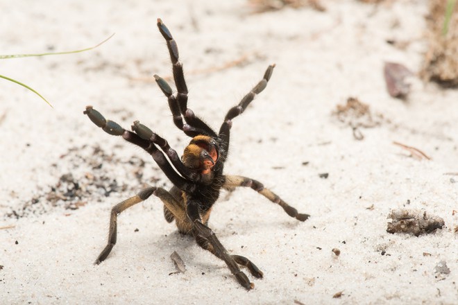 Phát hiện ra một giống nhện mới đã lông lá lại còn có sừng tại Nam Phi - Ảnh 3.