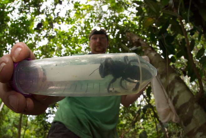 Tưởng đã tuyệt chủng cách đây 40 năm, loài ong lớn nhất thế giới bất ngờ được tìm thấy tại Indonesia - Ảnh 2.