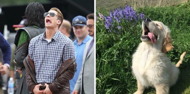 [Vui] Twitter chỉ ra sự giống sau đến kỳ lạ giữa tài tử Chris Evans và chó Golden Retriever - Ảnh 1.