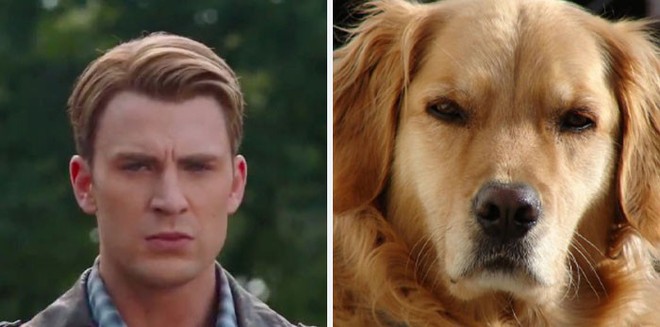 [Vui] Twitter chỉ ra sự giống sau đến kỳ lạ giữa tài tử Chris Evans và chó Golden Retriever - Ảnh 2.