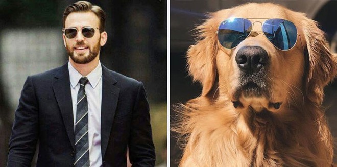 [Vui] Twitter chỉ ra sự giống sau đến kỳ lạ giữa tài tử Chris Evans và chó Golden Retriever - Ảnh 5.