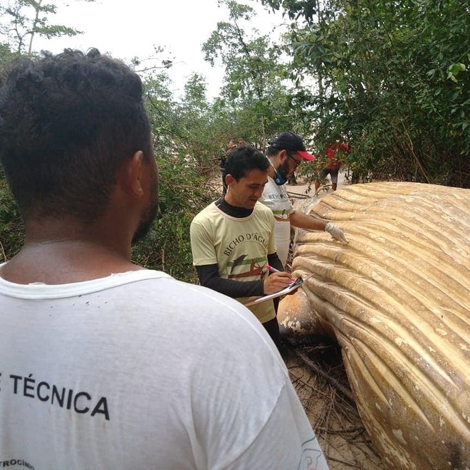 Xác cá voi dài 8m được phát hiện giữa rừng rậm Amazon khiến dân tình ngáo ngơ chẳng hiểu gì - Ảnh 2.