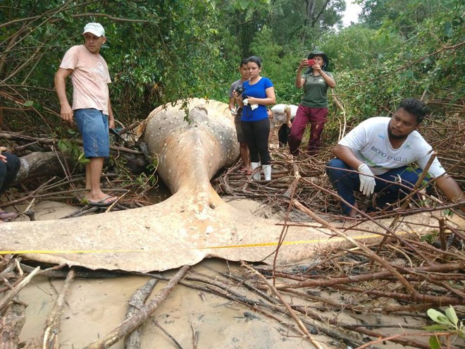 Xác cá voi dài 8m được phát hiện giữa rừng rậm Amazon khiến dân tình ngáo ngơ chẳng hiểu gì - Ảnh 3.