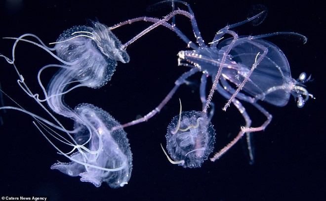 Những sinh vật biển phát sáng tuyệt đẹp của đáy Thái Bình Dương sẽ khiến bạn mê mẩn - Ảnh 1.