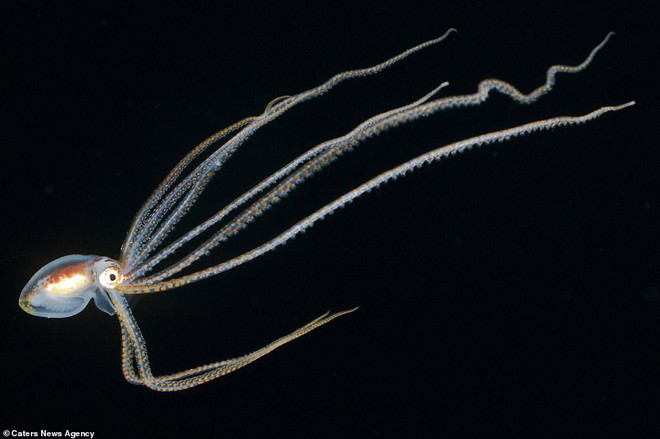 Những sinh vật biển phát sáng tuyệt đẹp của đáy Thái Bình Dương sẽ khiến bạn mê mẩn - Ảnh 11.