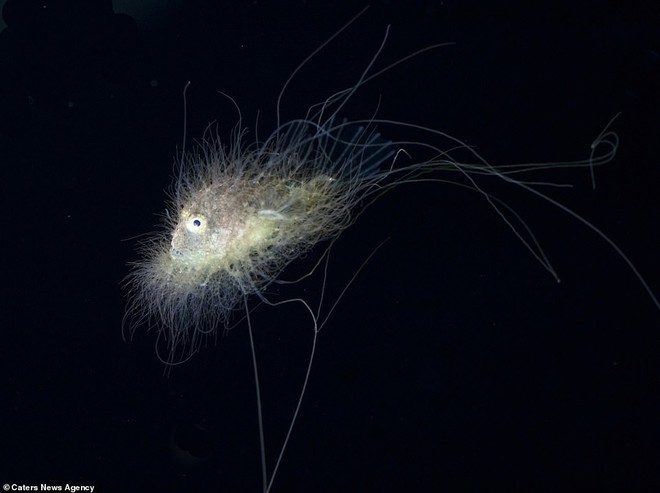 Những sinh vật biển phát sáng tuyệt đẹp của đáy Thái Bình Dương sẽ khiến bạn mê mẩn - Ảnh 14.
