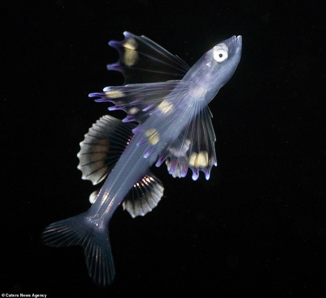 Những sinh vật biển phát sáng tuyệt đẹp của đáy Thái Bình Dương sẽ khiến bạn mê mẩn - Ảnh 15.