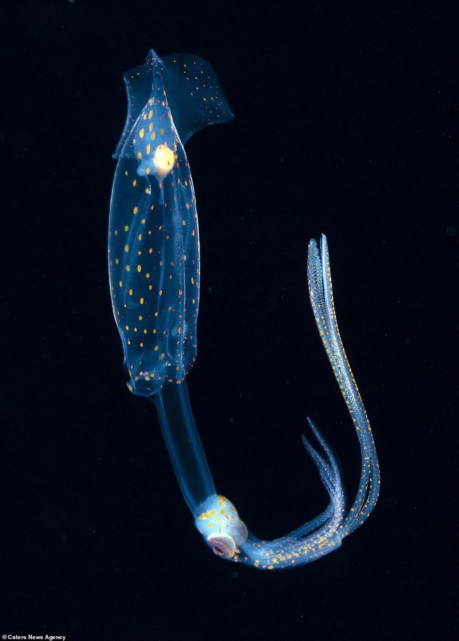 Những sinh vật biển phát sáng tuyệt đẹp của đáy Thái Bình Dương sẽ khiến bạn mê mẩn - Ảnh 4.