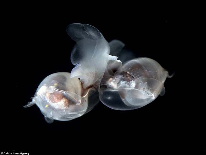 Những sinh vật biển phát sáng tuyệt đẹp của đáy Thái Bình Dương sẽ khiến bạn mê mẩn - Ảnh 5.