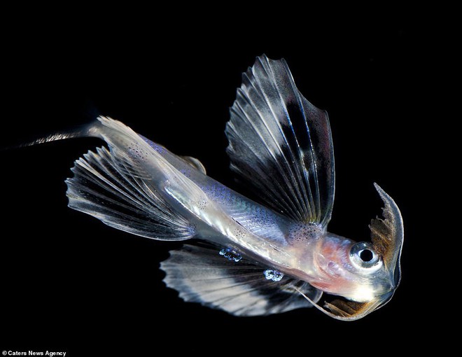 Những sinh vật biển phát sáng tuyệt đẹp của đáy Thái Bình Dương sẽ khiến bạn mê mẩn - Ảnh 6.