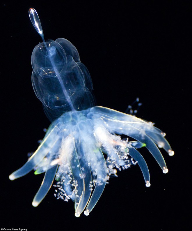 Những sinh vật biển phát sáng tuyệt đẹp của đáy Thái Bình Dương sẽ khiến bạn mê mẩn - Ảnh 7.