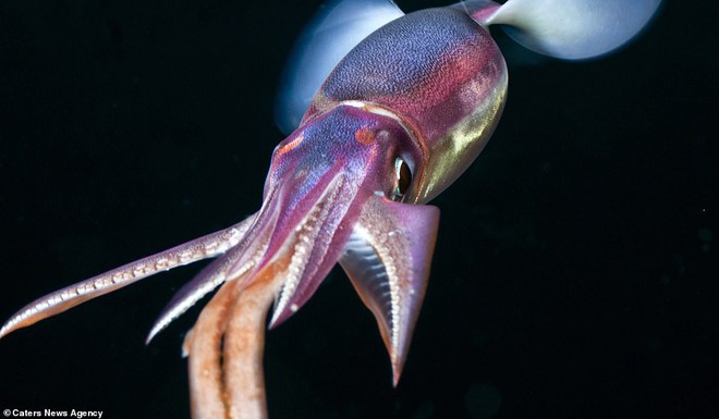 Những sinh vật biển phát sáng tuyệt đẹp của đáy Thái Bình Dương sẽ khiến bạn mê mẩn - Ảnh 8.