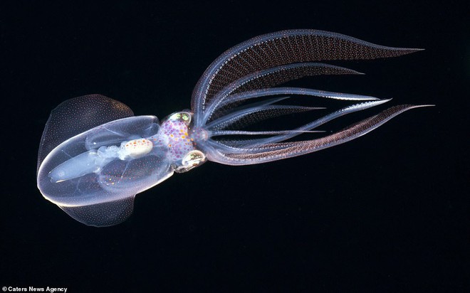 Những sinh vật biển phát sáng tuyệt đẹp của đáy Thái Bình Dương sẽ khiến bạn mê mẩn - Ảnh 9.
