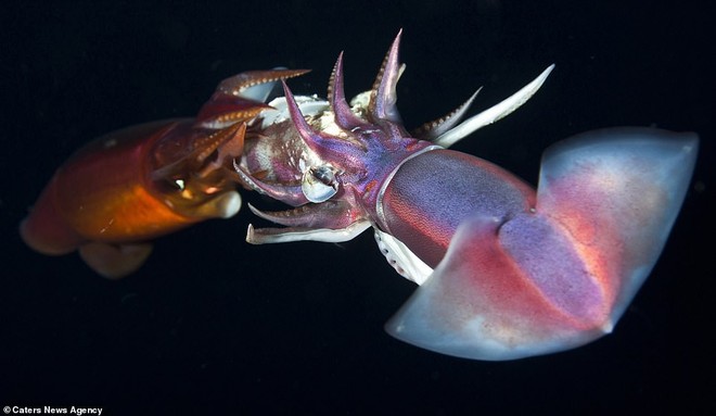 Những sinh vật biển phát sáng tuyệt đẹp của đáy Thái Bình Dương sẽ khiến bạn mê mẩn - Ảnh 10.