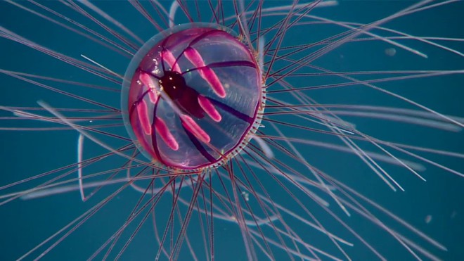 Các nhà khoa học phát hiện ra loài sứa pháo hoa đại dương, đặt tên theo ác quỷ tóc rắn Medusa - Ảnh 1.