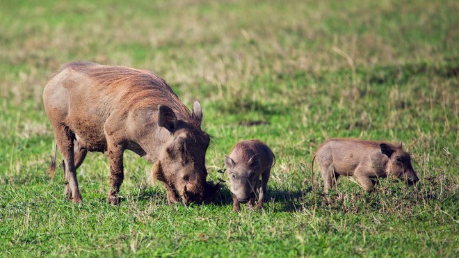 Nhân năm Kỷ Hợi tìm hiểu loài lợn cực thú vị: mang ngà như voi, lại có đến 4 cái - Ảnh 2.