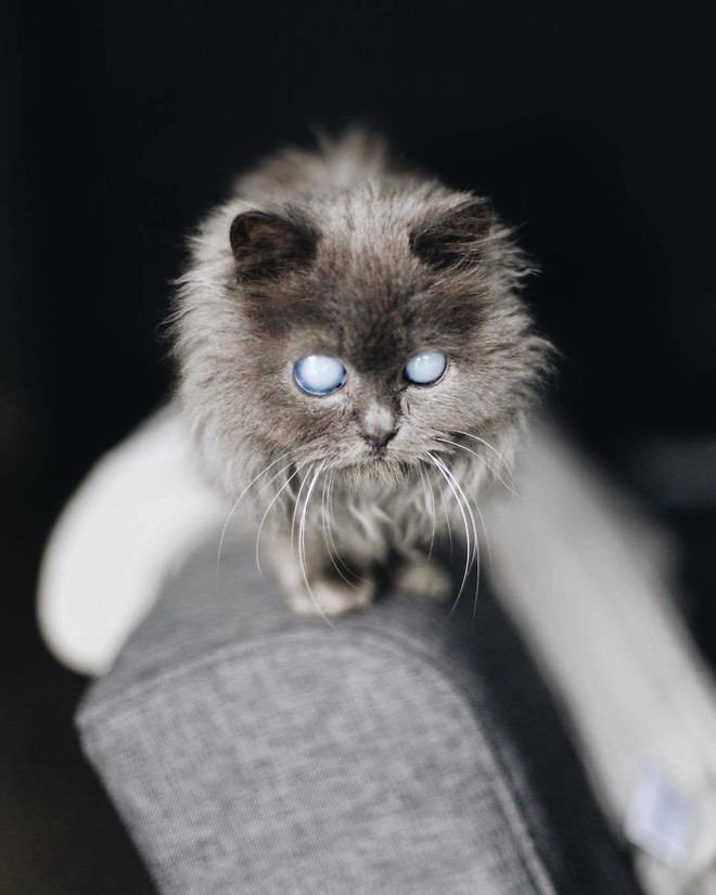 Chú mèo với đôi mắt trắng bệch như phủ thủy làm phép khiến internet náo loạn - Ảnh 13.