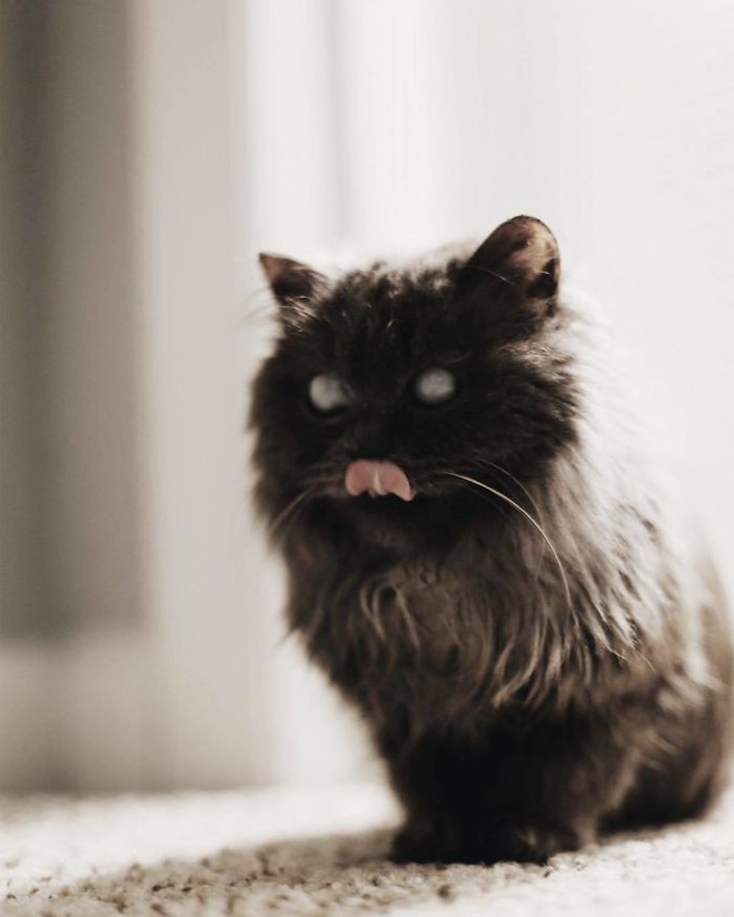 Chú mèo với đôi mắt trắng bệch như phủ thủy làm phép khiến internet náo loạn - Ảnh 15.