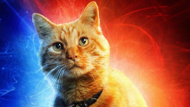 Đây, tất tần tật những gì cần biết về Goose - chú mèo siêu hot trong Captain Marvel - Ảnh 10.