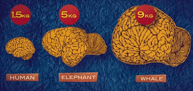 Não bạn nặng bao nhiêu kg? Đâu là những loài vật có não nhỏ nhất và lớn nhất? - Ảnh 2.