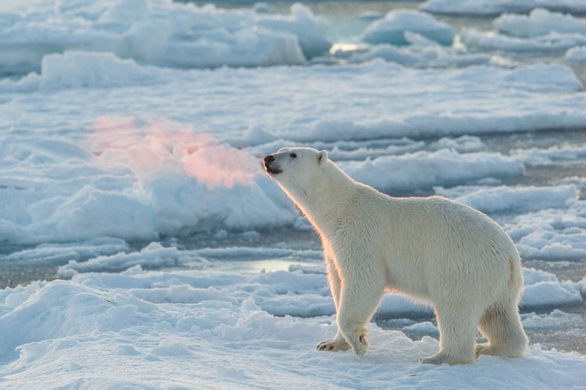 Tin chính thức: Chúng ta không thể làm gì để ngăn nhiệt độ Bắc Cực tăng - Ảnh 2.