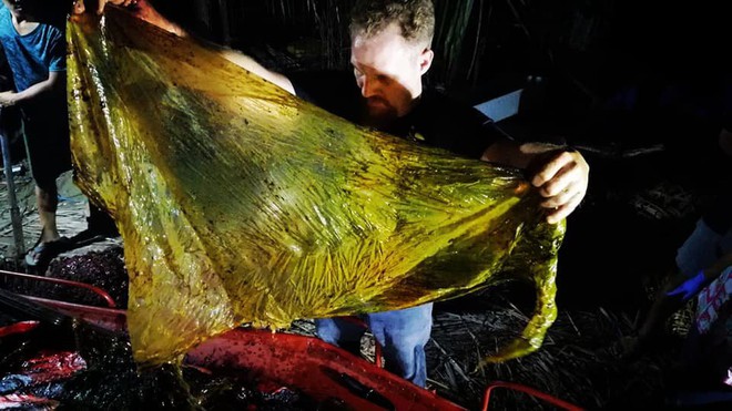 Giới khoa học bàng hoàng phát hiện đến 40kg rác nhựa trong bụng cá voi con dạt vào bờ biển Philippines - Ảnh 1.