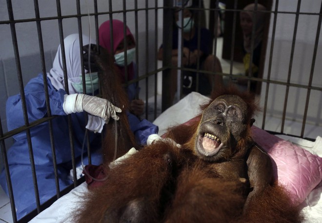 Indonesia: Con đười ươi sống sót với hơn 74 viên đạn súng hơi trong cơ thể, dấy lên hồi chuông cảnh báo - Ảnh 1.