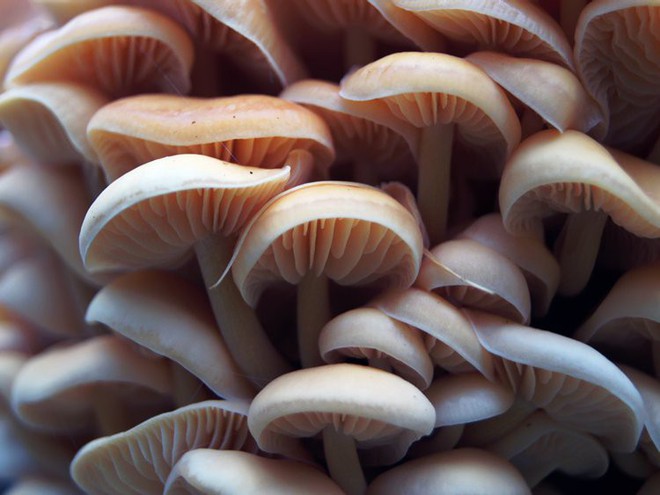 Nghiên cứu mới: Ăn nhiều nấm để phòng chống thoái hóa thần kinh khi về già - Ảnh 2.